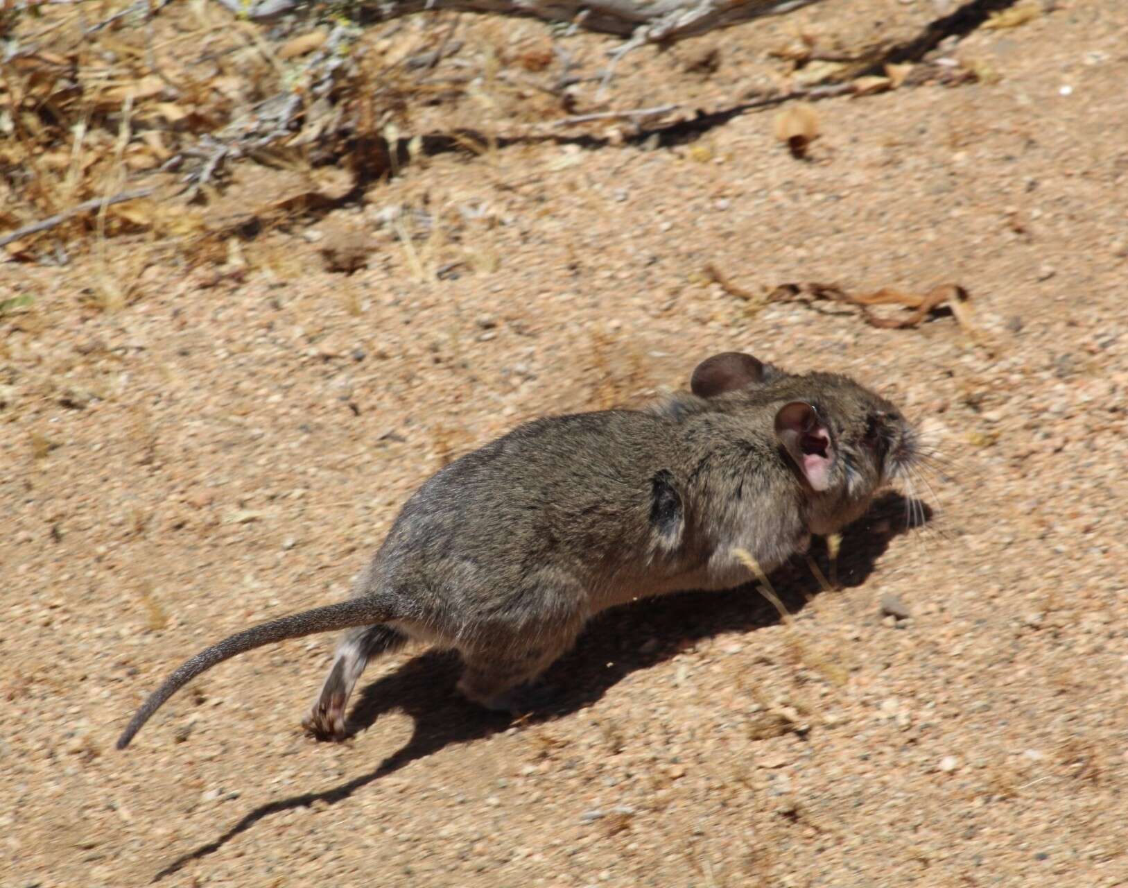 Image of Bennett's Chinchilla Rat