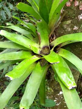 Imagem de Neoregelia laevis (Mez) L. B. Sm.