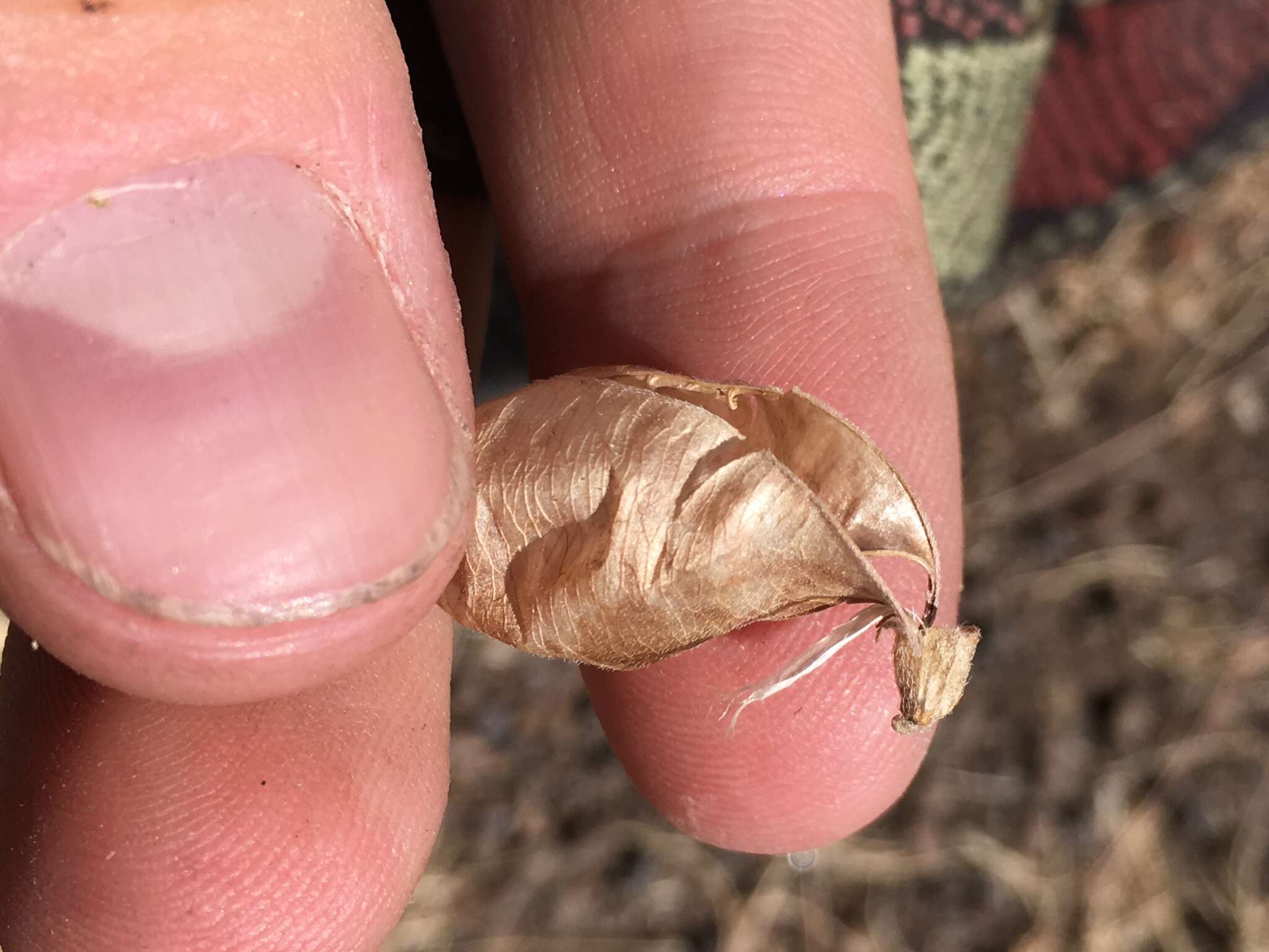 Image of cone-like milkvetch