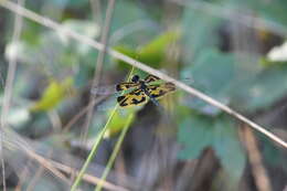 Image of Rhyothemis mariposa Ris 1913