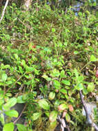 Image of Linnaea borealis var. longiflora Torr.