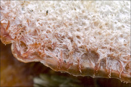 Image of <i>Phlebia tremellosa</i>