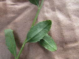 Image of Baccharis mexicana Cuatrec.