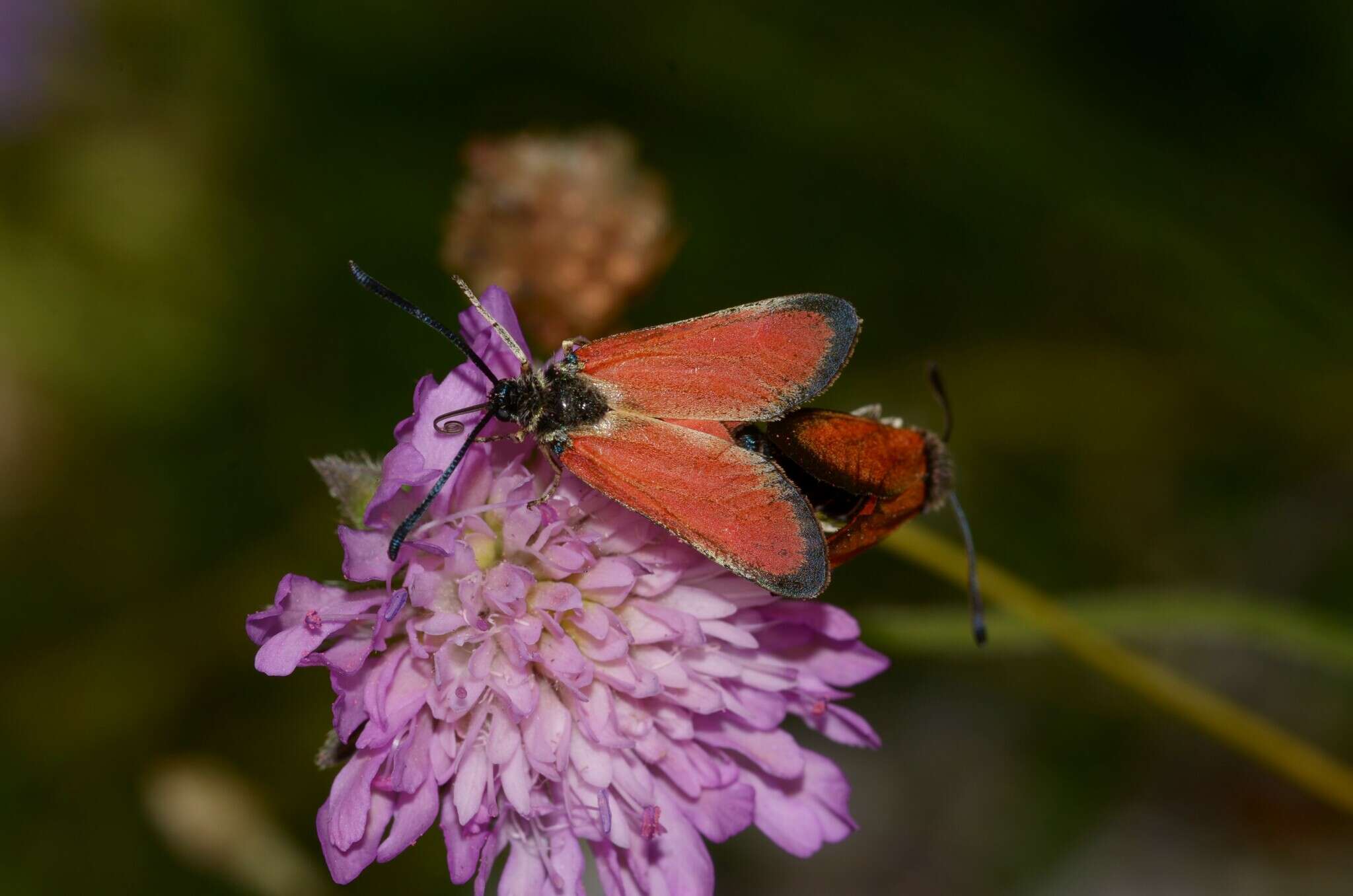 Image of Zygaena rubicundus