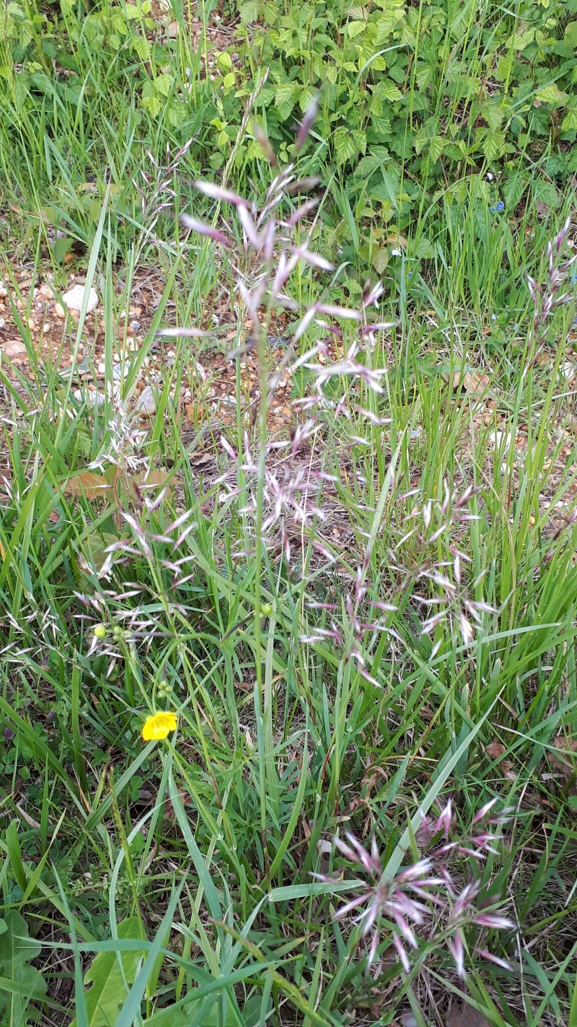 Image of Helictochloa pratensis (L.) Romero Zarco