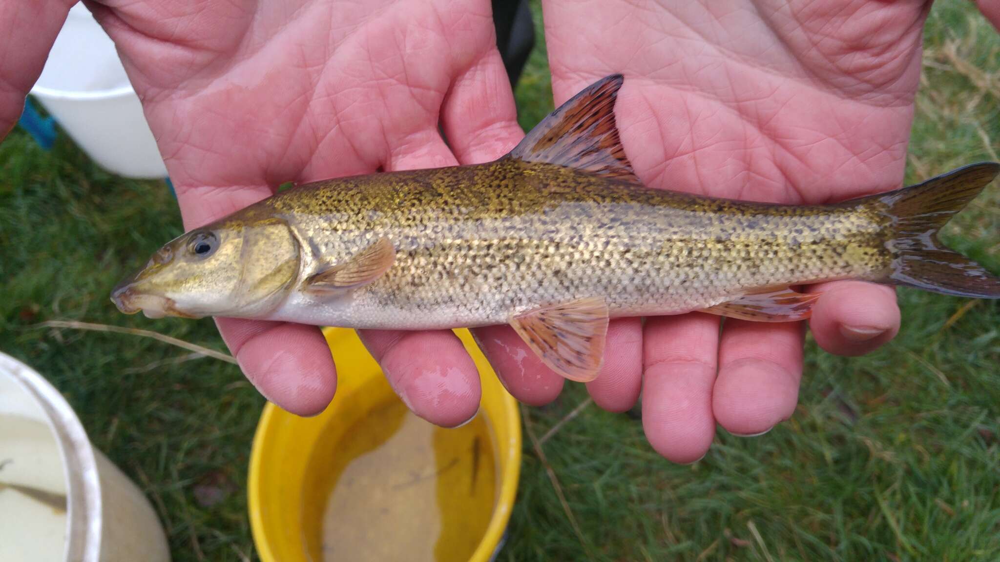 Image of Barbel