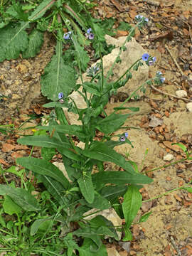 Image of blue hound's tongue