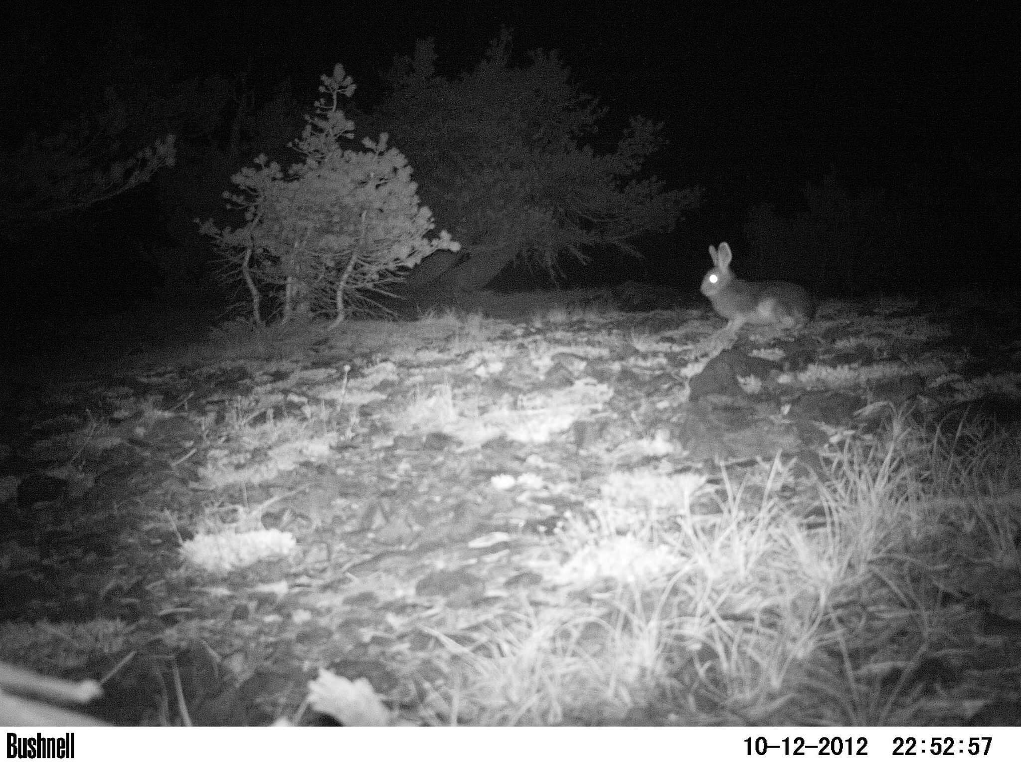 Image of Lepus americanus tahoensis Orr 1933