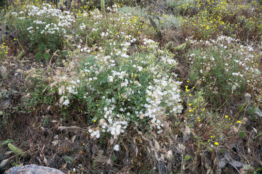 Plancia ëd Senecio lyonii A. Gray ex Lyon