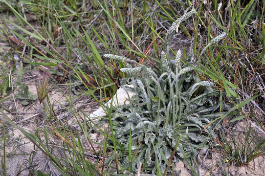 Image of <i>Plantago albicans</i> L.