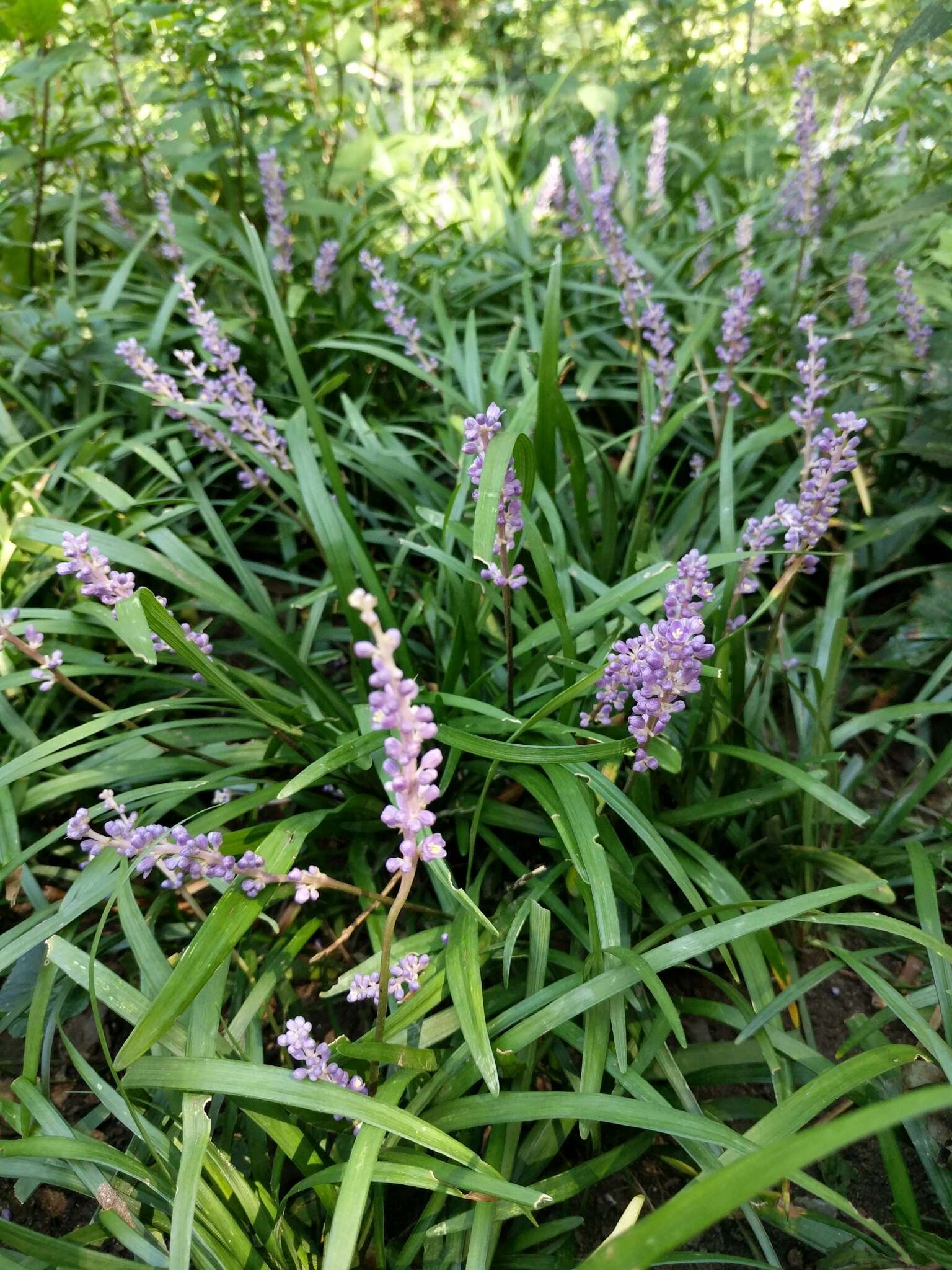 Image of Big blue lilyturf'