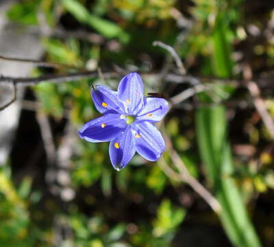 Image of Chamaescilla corymbosa var. corymbosa