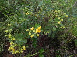 Sivun Senna rugosa (G. Don) H. S. Irwin & Barneby kuva