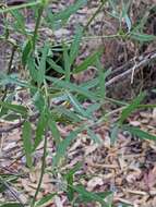 Image of Clematis linearifolia Steud.