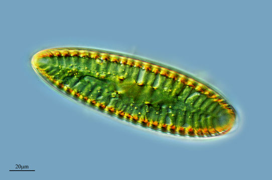 Image of <i>Surirella elegans</i> Ehrenberg