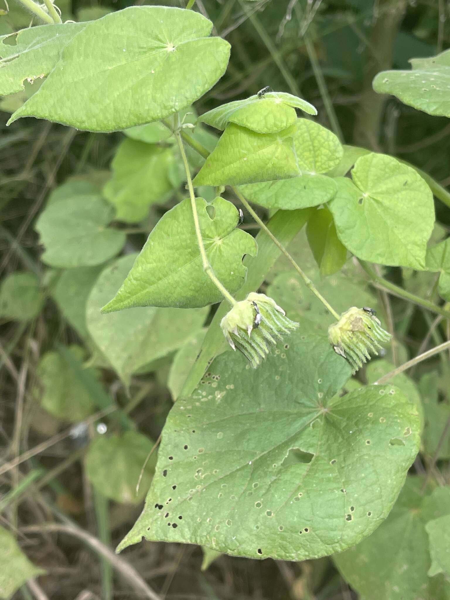 Sivun Abutilon mauritianum (Jacq.) Medic. kuva