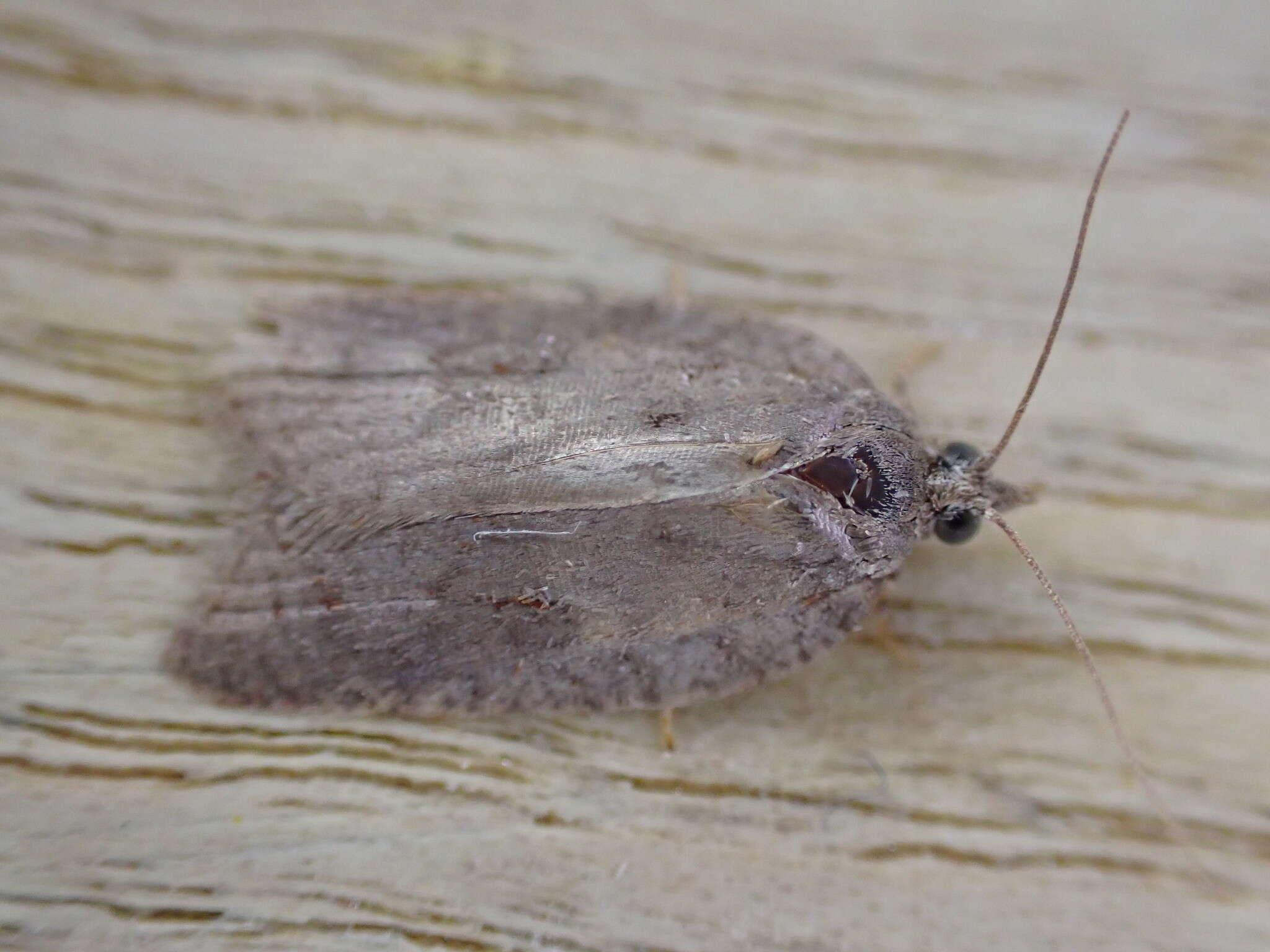 صورة Acleris sparsana Denis & Schiffermüller 1776