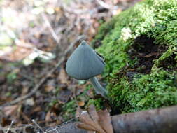 Image of Entoloma canoconicum E. Horak 1976