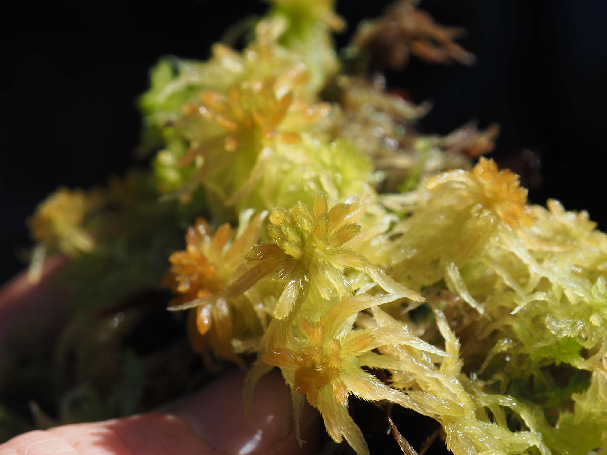 Image of Pacific sphagnum