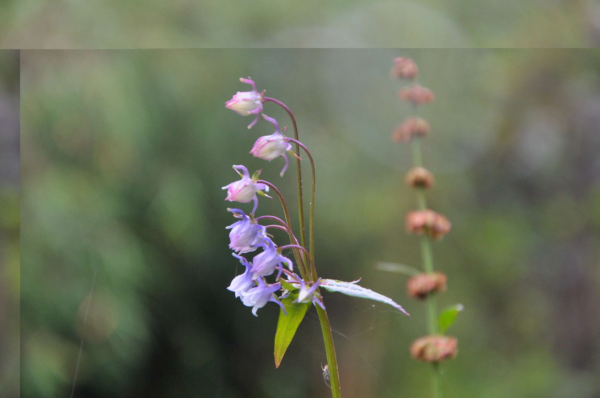 Image of Halenia elliptica D. Don