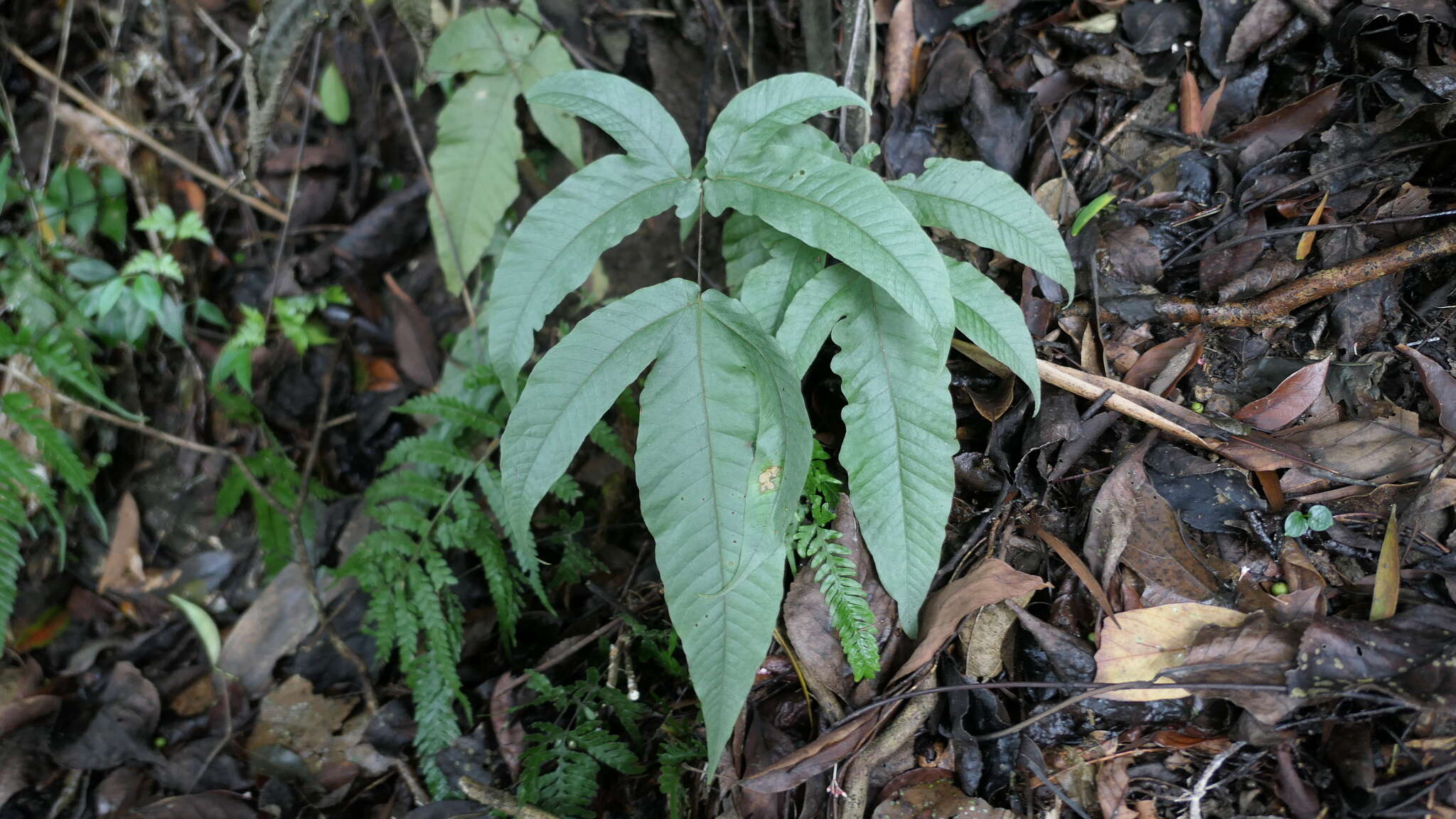 Image de Tectaria simonsii (Bak.) Ching