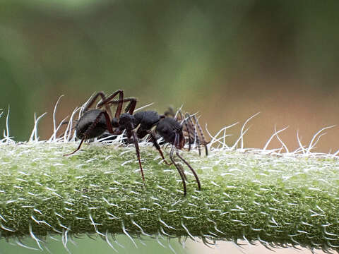 Image of Camponotus whitei Wheeler 1915