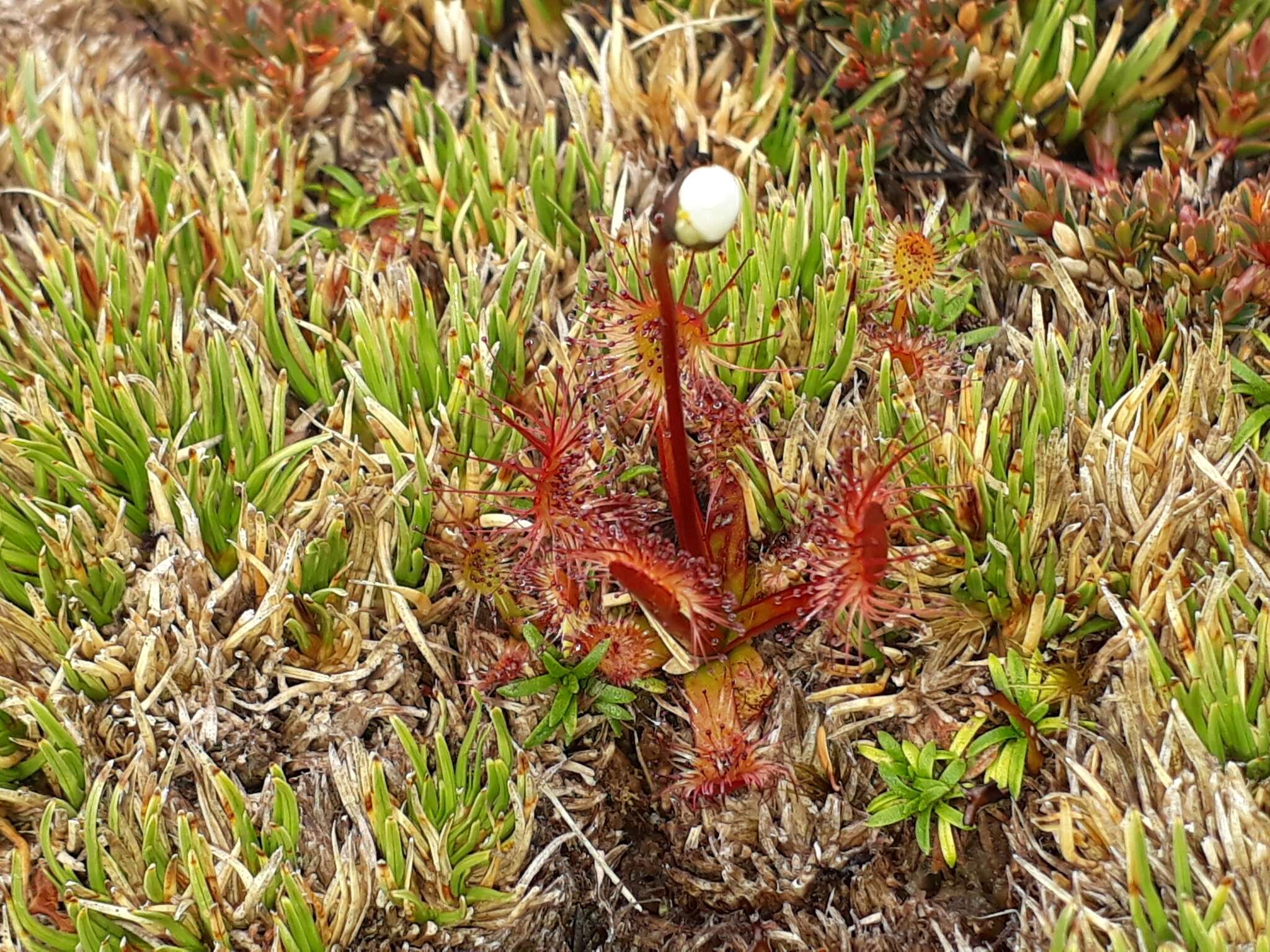 Imagem de Drosera stenopetala Hook. fil.