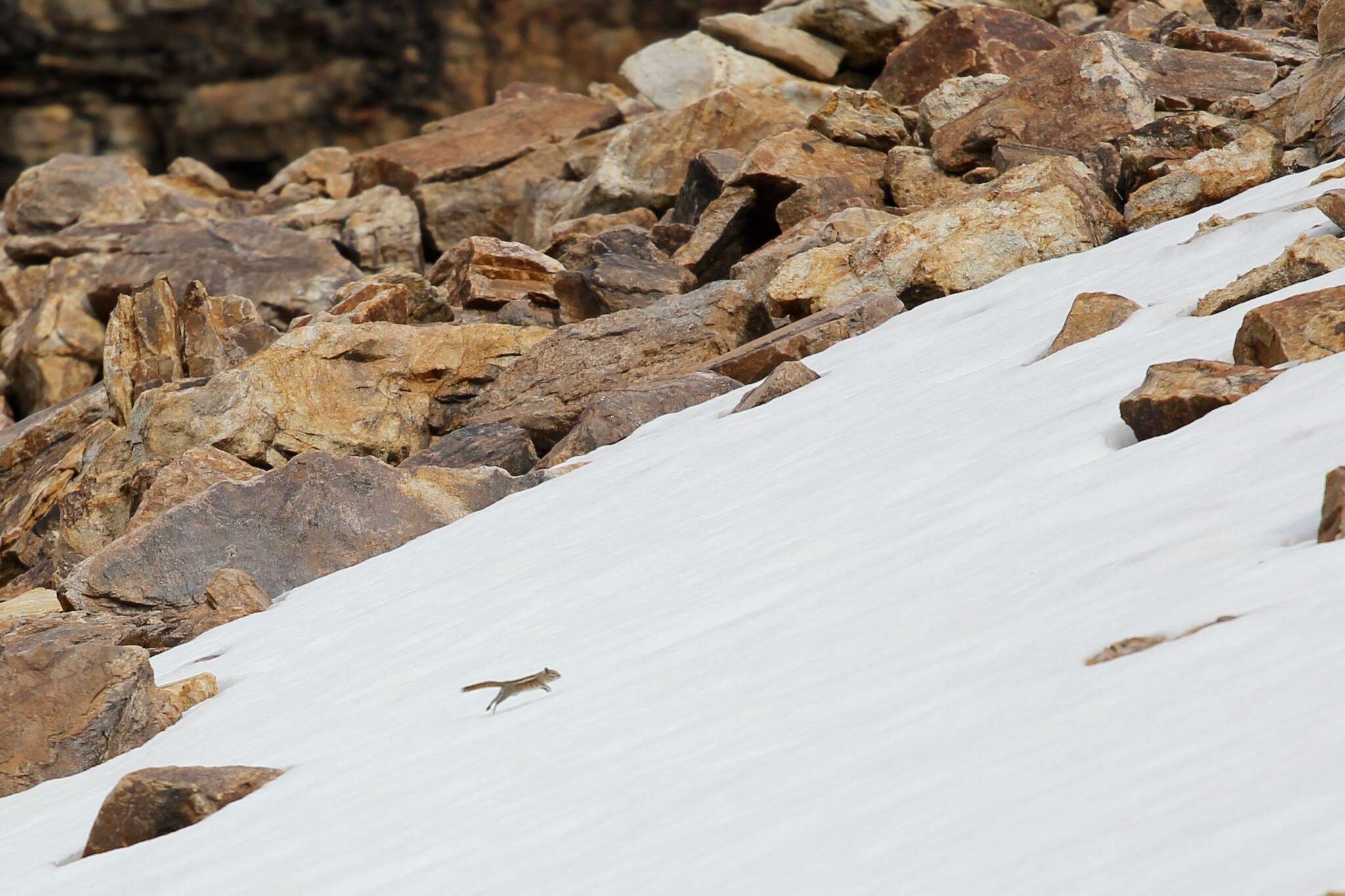 Image of Uinta Chipmunk