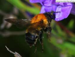 Слика од Bombus opulentus Smith 1861