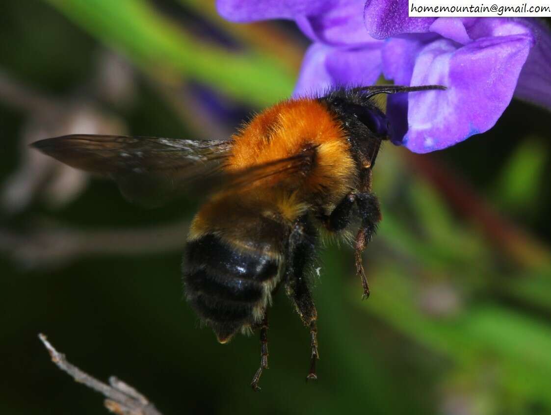 Слика од Bombus opulentus Smith 1861