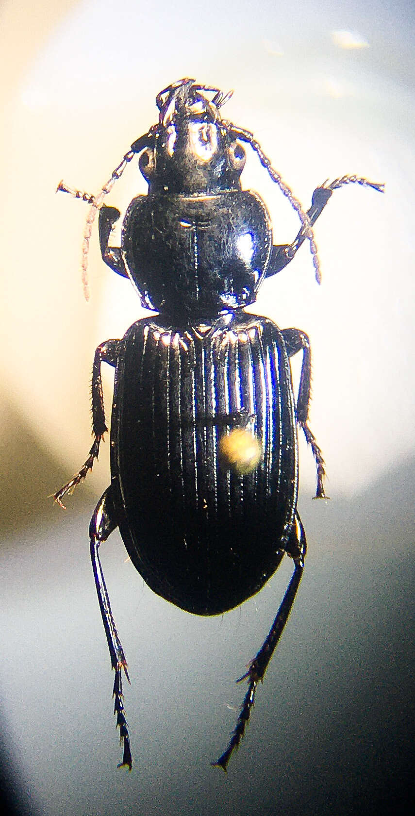 Image of Pterostichus (Melanius) corvinus (Dejean 1828)