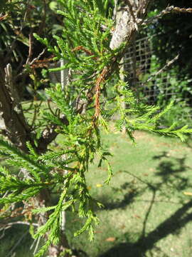 Juniperus bermudiana L. resmi