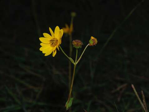 Image of fewleaf sunflower