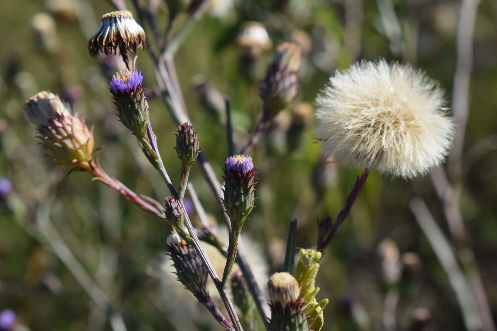 Image of Symphyotrichum graminifolium (Spreng.) G. L. Nesom