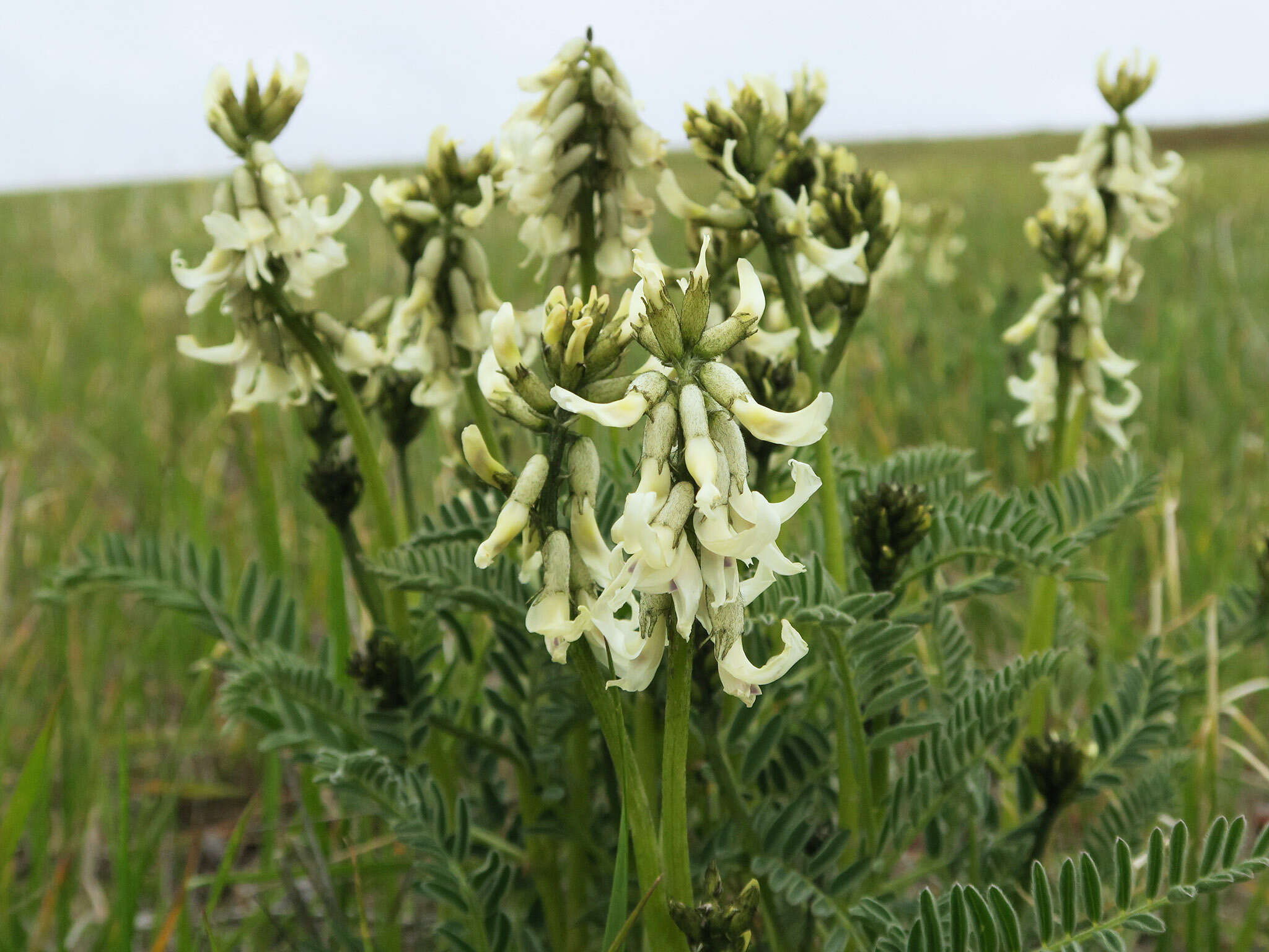 Image of Blue Mountain milkvetch