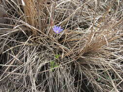 Image of Carolina anemone