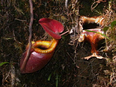 Слика од Nepenthes villosa Hook. fil.