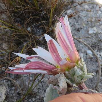 Image of Arctotis verbascifolia Harv.