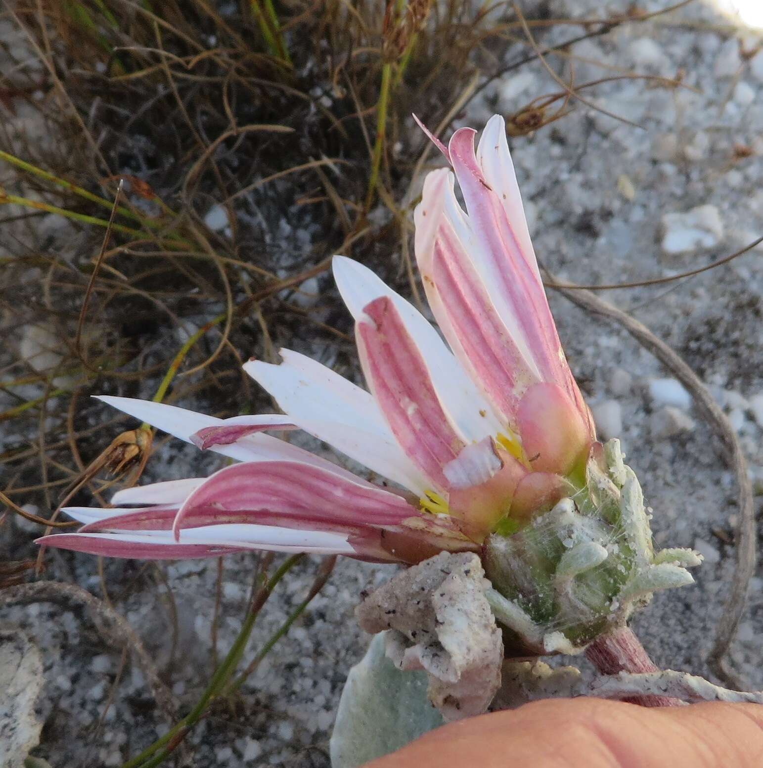 Image de Arctotis verbascifolia Harv.