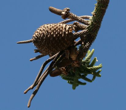 Image of norfolk island pine