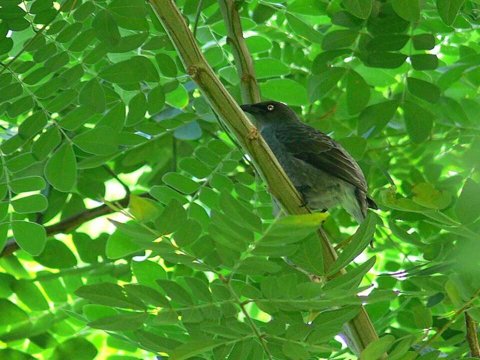 صورة Aplonis cinerascens Hartlaub & Finsch 1871