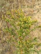 Imagem de Linaria genistifolia (L.) Mill.