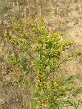 Imagem de Linaria genistifolia (L.) Mill.