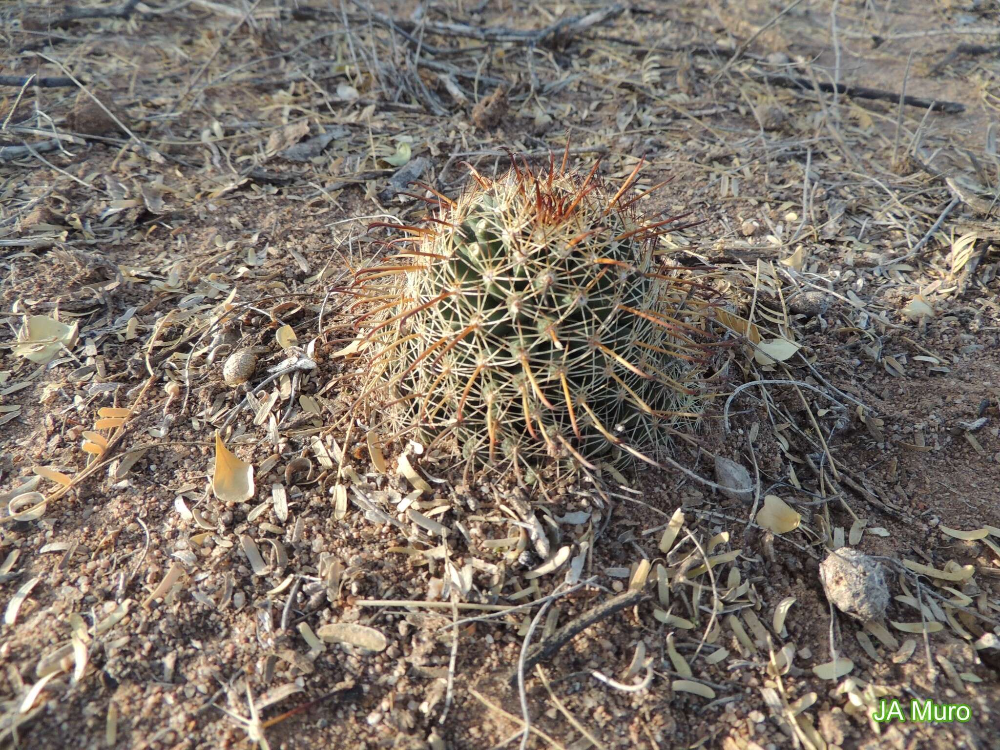 Imagem de Mammillaria mainiae K. Brandegee