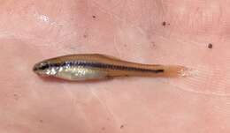 Image of Bridle Shiner