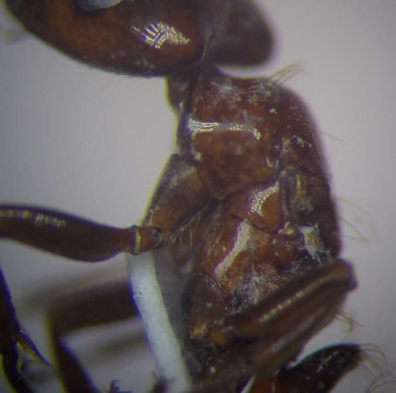 Image of Rossomyrmex