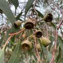 Image of Eucalyptus leucoxylon subsp. megalocarpa D. J. Boland