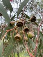 Image de Eucalyptus leucoxylon subsp. megalocarpa D. J. Boland