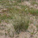 Image of Siberian Bog Sedge