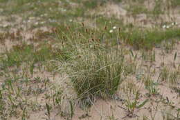 Image of Siberian Bog Sedge